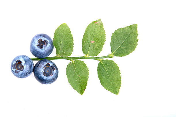 istock Three blueberry and leaves on white background 521266272