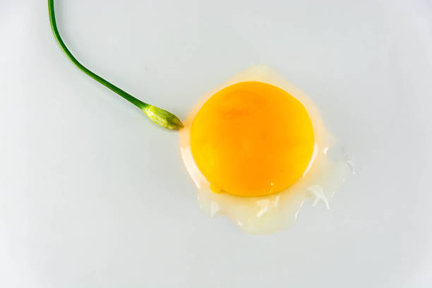 istock Egg with chinese chives on white background, fine art concept 521266337
