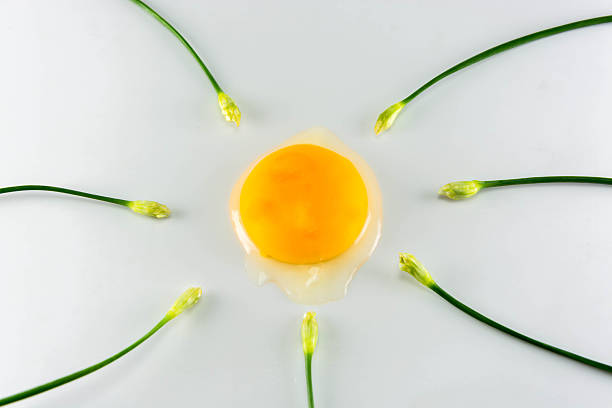 istock Egg with chinese chives on white background, fine art concept 521266413