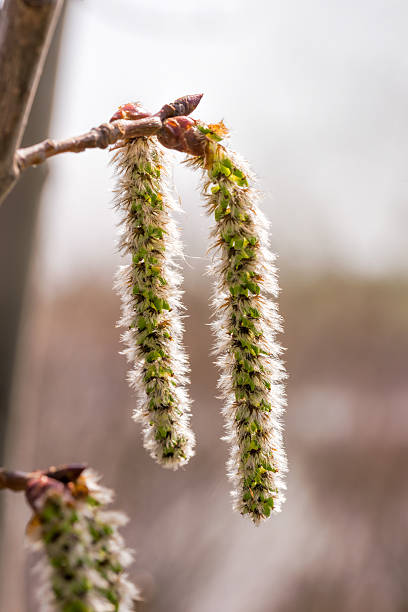 Detailed view of oak tree branches, emphasizing vibrant green leaves and fresh spring catkins against a clear sky, invoking a sense of nature's seasonal renewal and beauty.