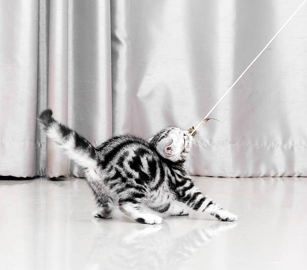 istock Cute American shorthair cat kitten with copy space 521266768