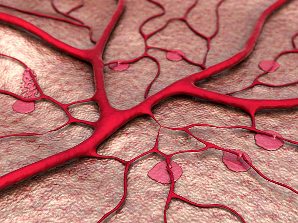 utrata krwi, krwawienia - blood human vein animal vein human blood vessel zdjęcia i obrazy z banku zdjęć