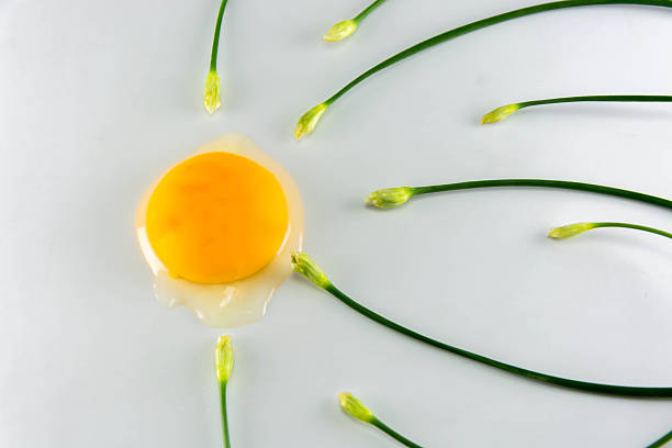Egg with chinese chives on white background, fine art concept