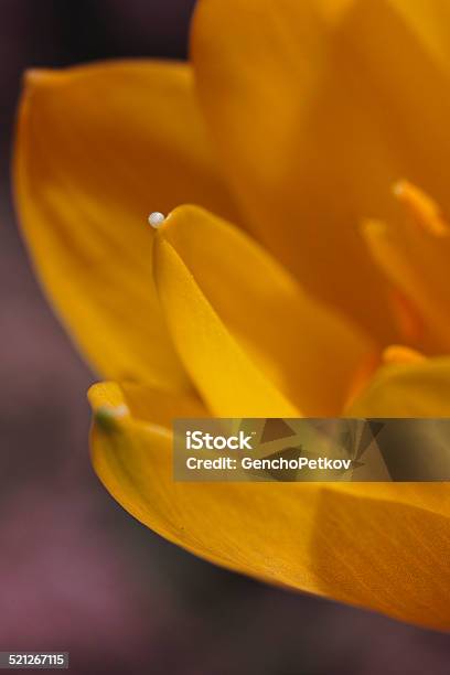 Autumn Crocus Stock Photo - Download Image Now - Autumn Crocus, Botany, Close-up