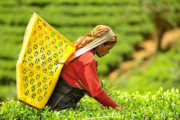 istock Tea Picker in Nuwara Eliya, Sri Lanka 521267532