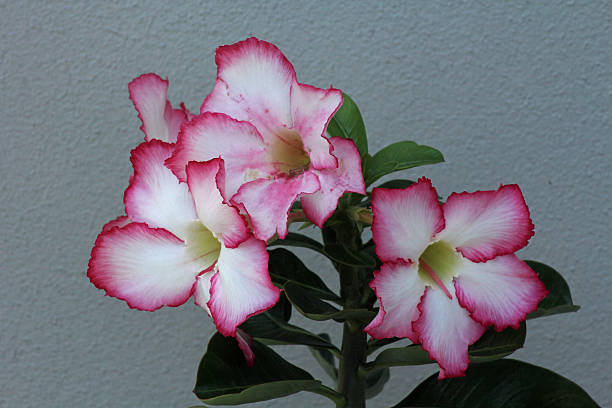 desert rose fleurs  - desert rose photos et images de collection