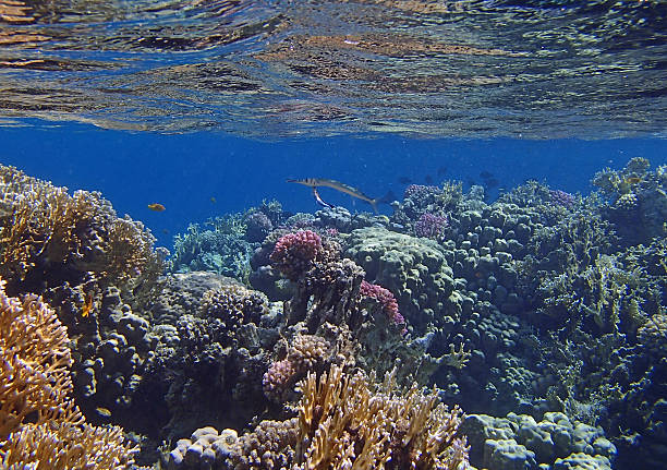 istock amazing snorkeling 521267987