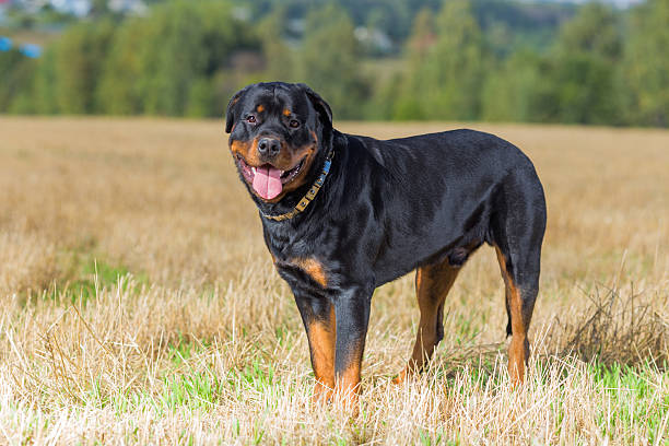 rottweiler perro naturales de fondo grass field - rottweiler fotografías e imágenes de stock