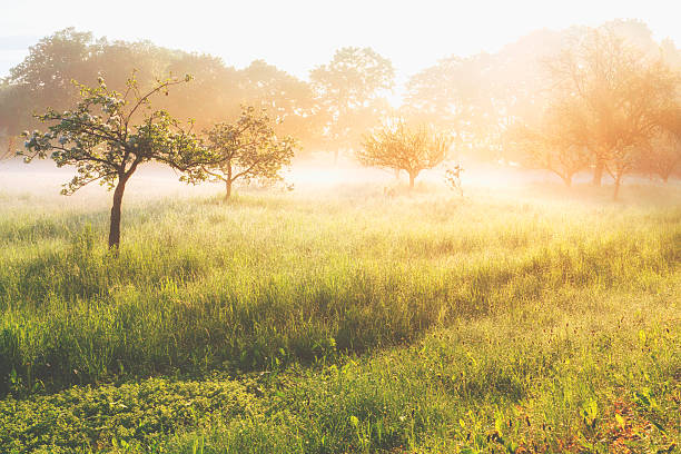 Misty sunrise on the orchard. 
