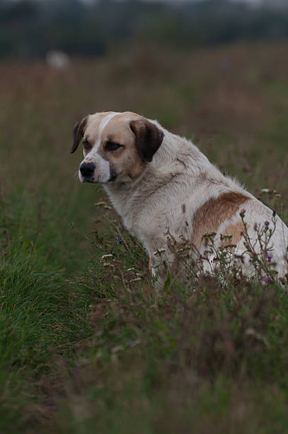 istock vagabond dog looking to the left 521268453