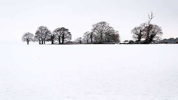 Row of trees isolated in snow A hedge of British trees appears to float in a field filled with snow in Dorset, England. blackmore vale stock pictures, royalty-free photos & images
