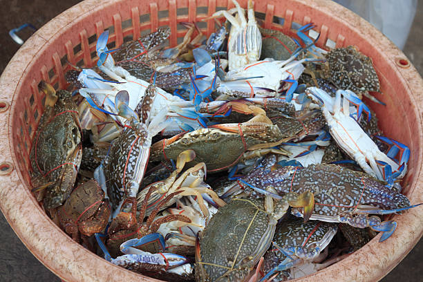 istock fresh crab for sell at seafood market 521270142