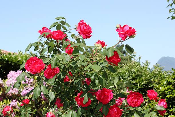istock Red roses blooming under blue sky in summer 521270182