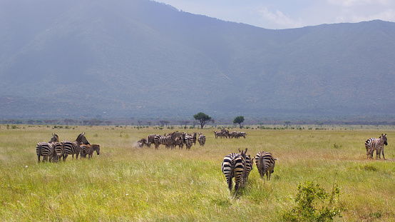 Tsavo East National Park, zebras