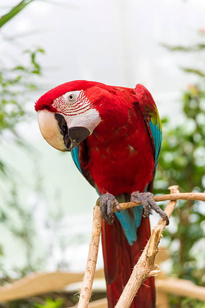 istock Close-up of Bright Red Macaw 521270774