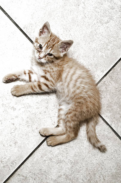 бедные маленькие кошка - foxed стоковые фото и изображения