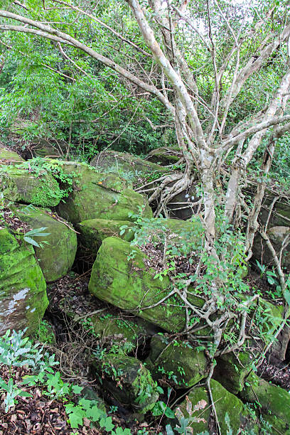 istock Moss at Khao Yai National Park,Thailand. 521271092