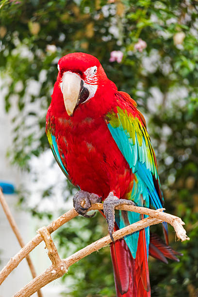 istock Close-up of Bright Red Macaw 521271666