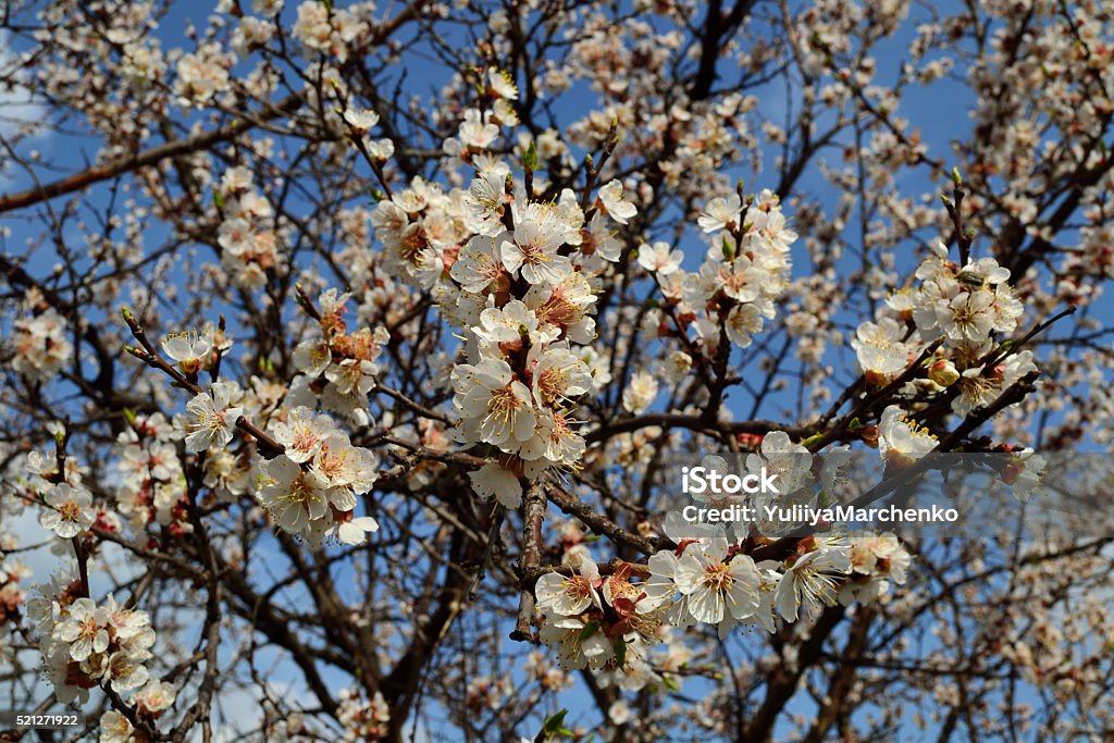 Spring Bright Tree Spring Tree Stock Photo - Download Image Now - Bright, Brightly Lit ...