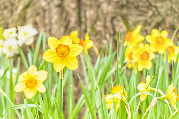istock Daffodils at foot of the tree 521272058