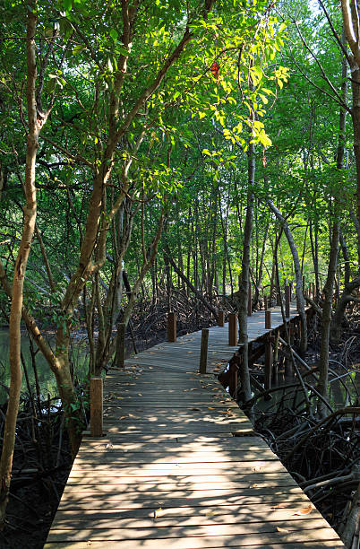 istock boardwalk wooden path over river surrounded mangrove forest 521272498