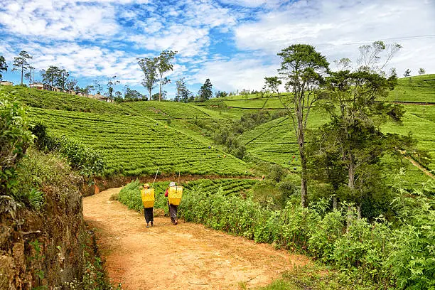 Photo of Tea Pickers in Nuwara Eliya, Sri Lanka