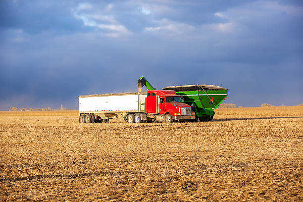 Grain Cart Filling Semi Truck With Soybeans stock photo