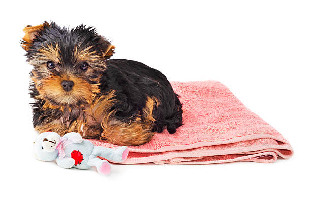 istock Yorkshire Terrier puppy on pink carpet 521289955