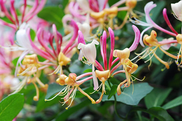 スイカズラの花 - honeysuckle pink ストックフォトと画像