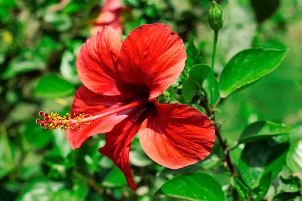 istock Red hibiscus blooming on the summer field 521291867
