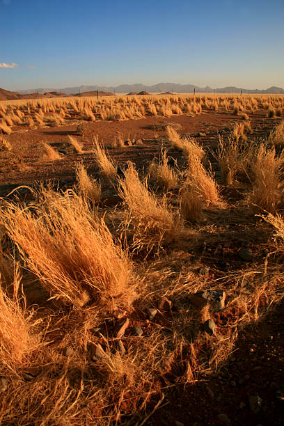 istock Namib-Naukluft National Park - Wilderness in Namibia 521291965