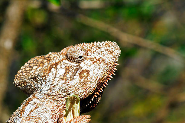 istock Oustalet's Chameleon (Furcifer Oustaleti) - Rare Madagascar Ende 521292037