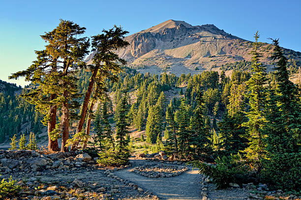 通路の木々、ラッセンピーク,ラッセン natl 公園 - lassen volcanic national park ストックフォトと画像