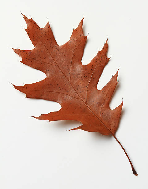 Autumn Oak Leaf stock photo