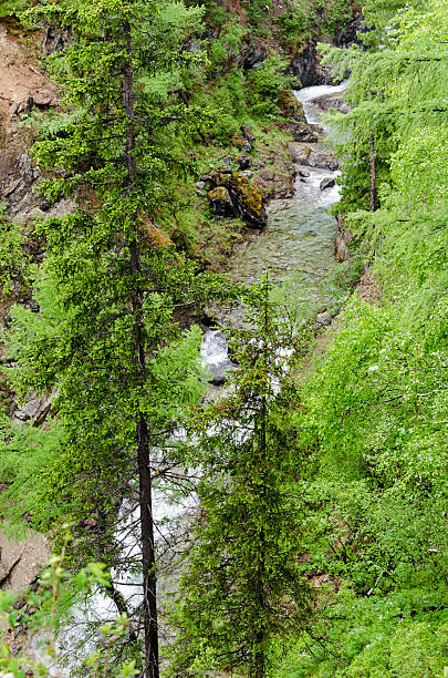 istock The river in Buryatia 521294987