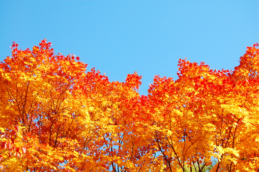 Autumn leaves of Hokkaido