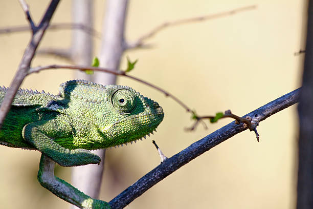 istock Carpet Chameleon (Furcifer lateralis) - Rare Madagascar Endemic 521295687