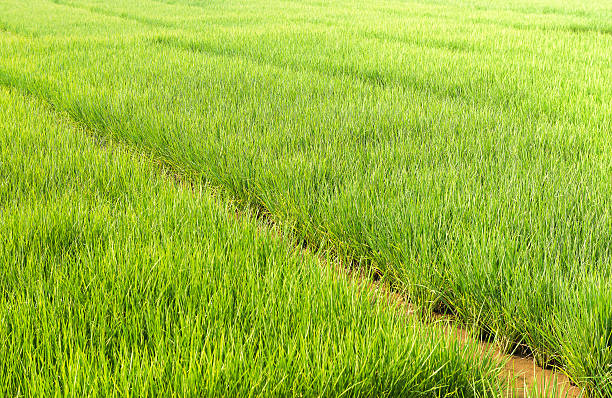 istock paddy field of rice 521298276