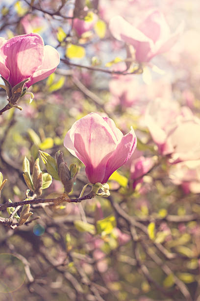Blooming magnolia branch on a tree in the garden. Blooming magnolia branch on a tree in the garden. Flowering magnolia tree densely covered with beautiful fresh pink flowers jane magnolia stock pictures, royalty-free photos & images