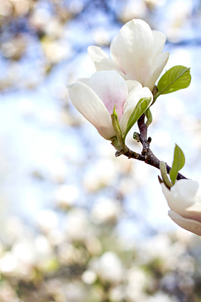 Blooming magnolia branch on a tree in the garden. Blooming magnolia branch on a tree in the garden. Flowering magnolia tree densely covered with beautiful fresh white flowers jane magnolia stock pictures, royalty-free photos & images