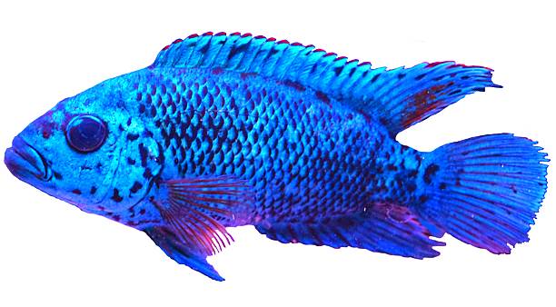 istock electric blue dempsey tropical fish on a white background 521298688