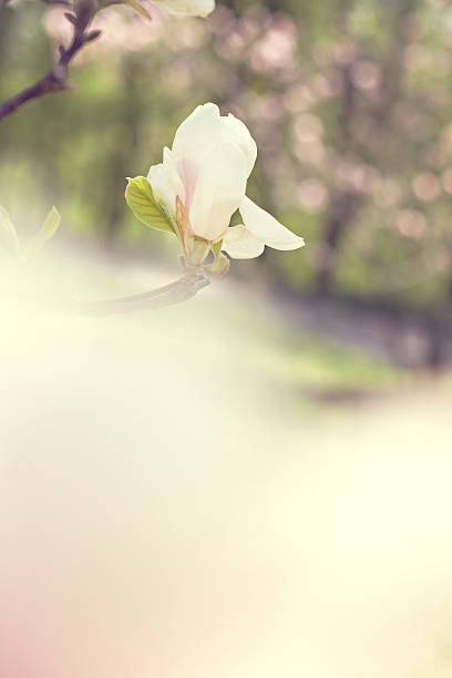 Blooming magnolia branch on a tree in the garden. Blooming magnolia branch on a tree in the garden. Flowering magnolia tree densely covered with beautiful fresh white flowers jane magnolia stock pictures, royalty-free photos & images