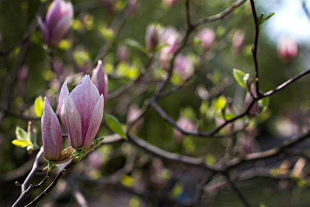 Blooming magnolia branch on a tree in the garden. Blooming magnolia branch on a tree in the garden. Flowering magnolia tree densely covered with beautiful fresh pink flowers jane magnolia stock pictures, royalty-free photos & images