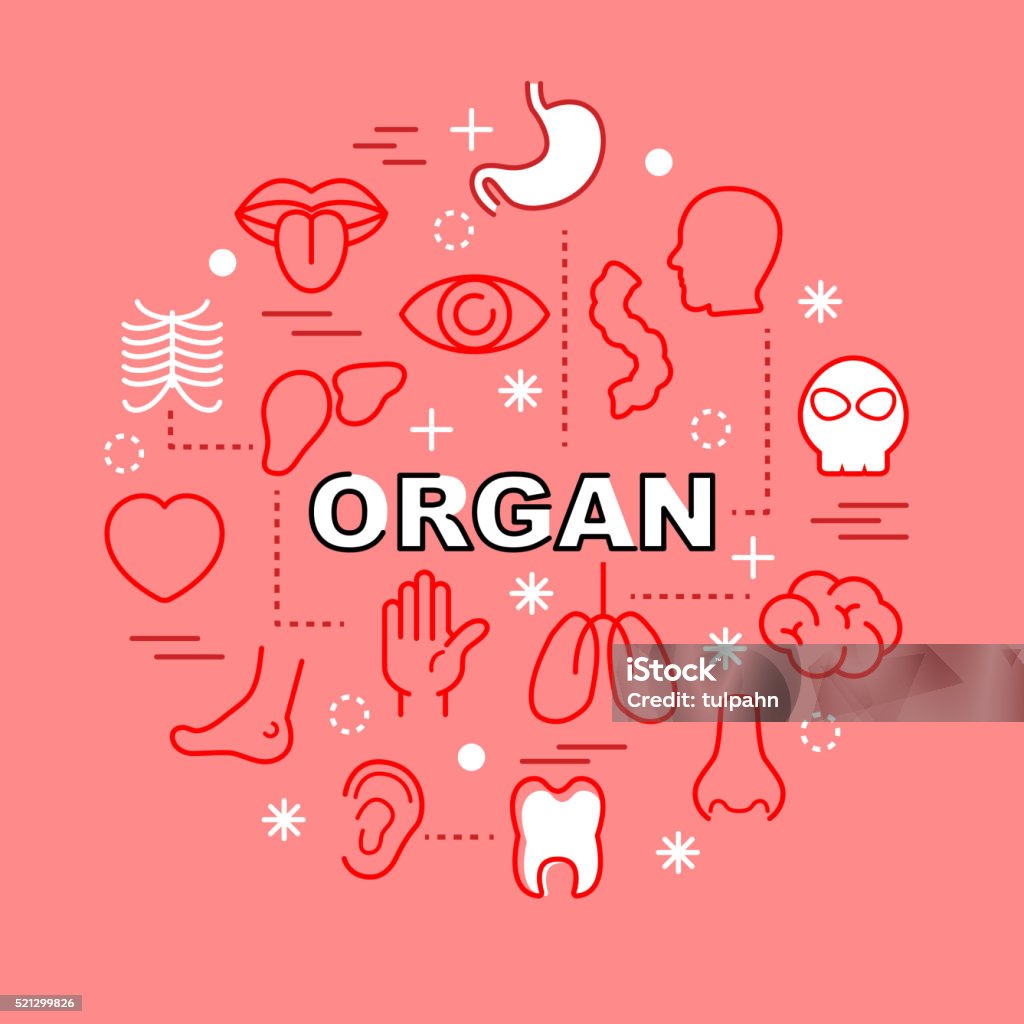 Contorno iconos de órganos mínima - arte vectorial de Cuerpo humano libre de derechos