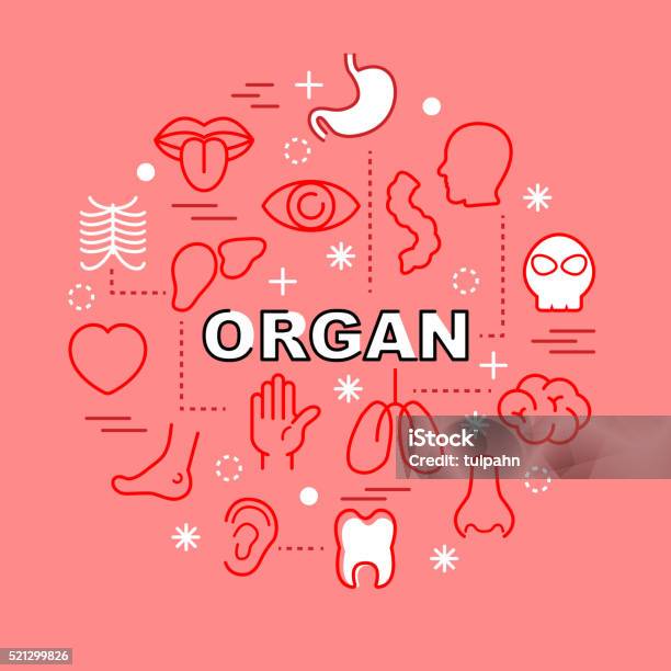 Ilustración de Contorno Iconos De Órganos Mínima y más Vectores Libres de Derechos de Cuerpo humano - Cuerpo humano, Abdomen, Anatomía
