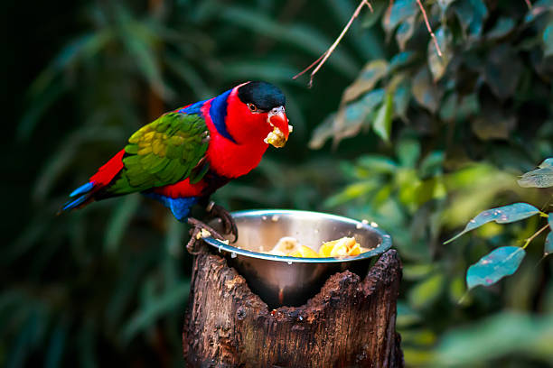 porträt von einem einzigen tricolor papagei, lorius eigentliche papageien - rotlori stock-fotos und bilder