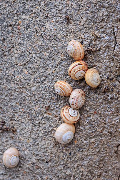 istock Snail colony (Cornu aspersum) on the wall closeup 521300080