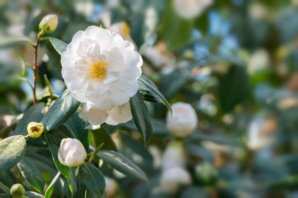 White Camellia White Camellia flower in bloom camellia stock pictures, royalty-free photos & images