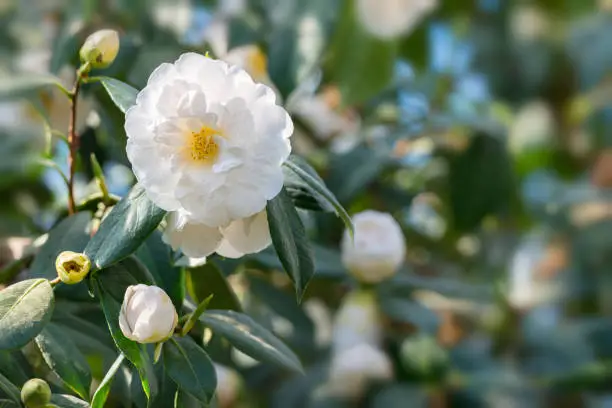 White Camellia flower in bloom
