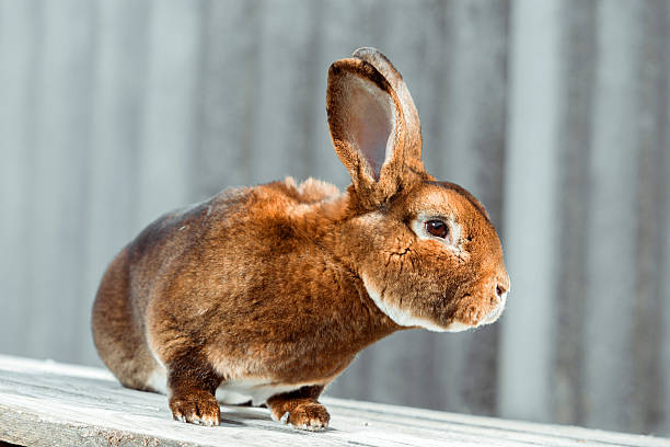 istock close-up picture of cute red rex rabbit looking at camera. 521300618